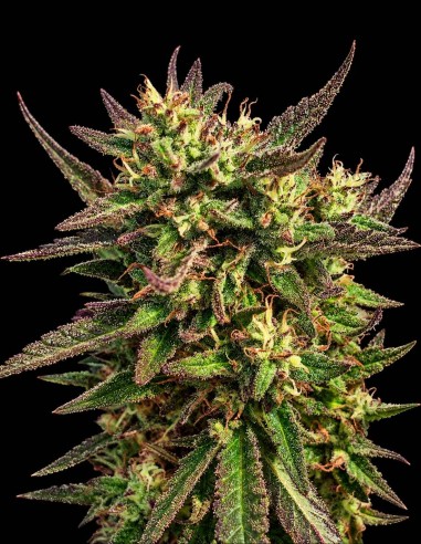 Neon Cowgirl Fast Seeds (Atlas Seed) 💥 Hasta un 28 % de potencia THC