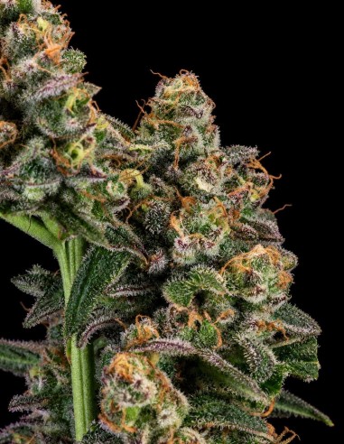 Semillas Purple Punch (Atlas Seed) 🍇 Arándanos y uva