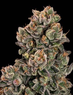 Semillas Slurpicane Fast (Atlas Seed) 💥 Hasta un 28 % de THC