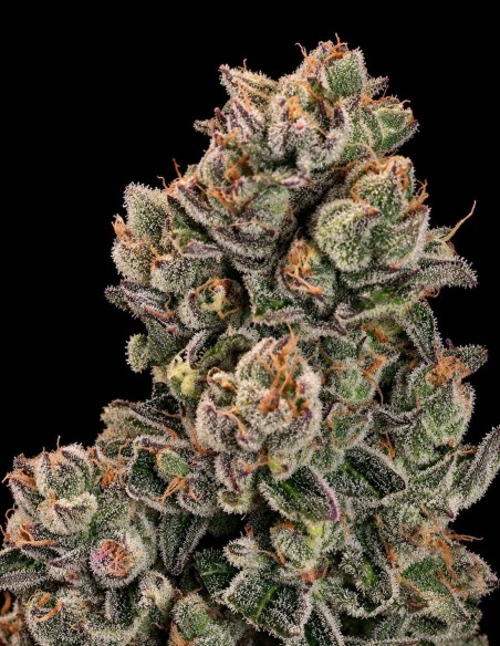 Semillas Slurpicane Fast (Atlas Seed) 💥 Hasta un 28 % de THC
