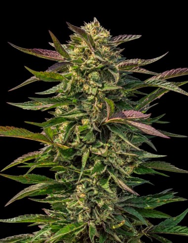 Snow Panda Fast Seeds (Atlas Seed) 🐼 Up To 28% THC