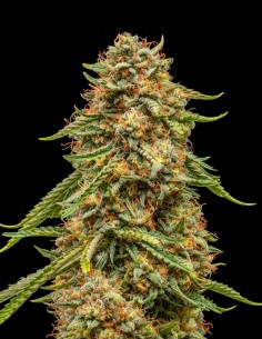Graines Turtle Taffy Auto (Atlas Seed) 🌿 Indica euphorique