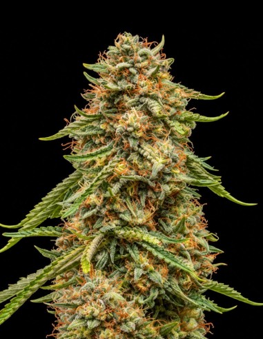 Turtle Taffy Auto Seeds (Atlas Seed) 🌿 Euphoric Indica