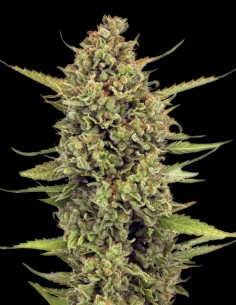 Acapulco Gold Seeds (Barney's Farm Seeds) 💛 26% THC
