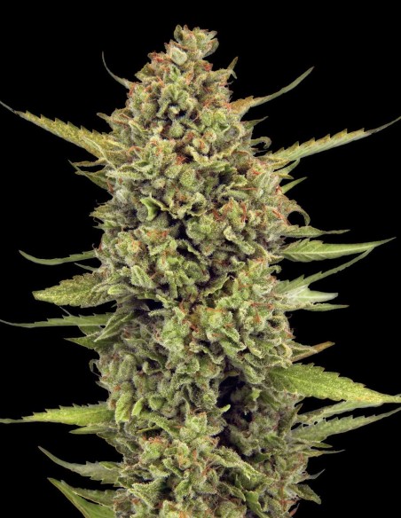 Acapulco Gold Seeds (Barney's Farm Seeds) 💛 26% THC