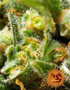 Acapulco Gold Seeds (Barney's Farm Seeds) 💛 26% THC 2