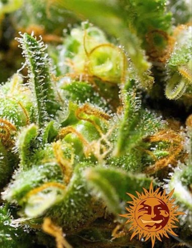 Acapulco Gold Seeds (Barney's Farm Seeds) 💛 26% THC