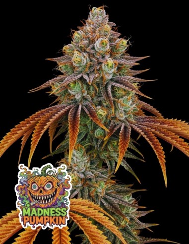 Madness Pumpkin | Limited Halloween Edition | Oaseeds