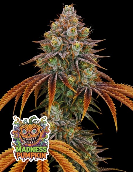 Madness Pumpkin | Limited Halloween Edition | Oaseeds