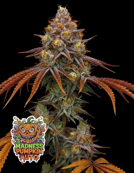 Madness Pumpkin Auto | Limited Halloween Edition | Oaseeds