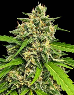 Judge Dread Strain (Karma Genetics) 🍹 Tropical Flavors & Big Yields