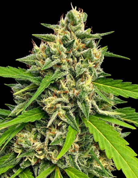 Judge Dread Strain (Karma Genetics) 🍹 Saveurs tropicales et grands rendements