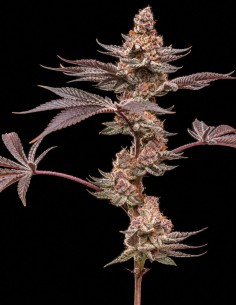 Grape Sunshine Samen (World Breeders) 🍇 Bis zu 28 % THC