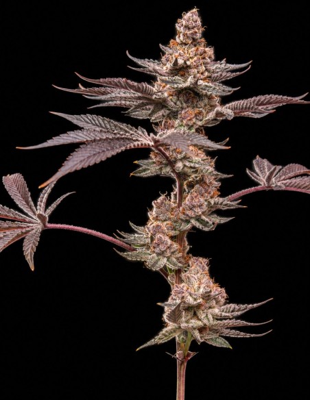 Grape Sunshine Samen (World Breeders) 🍇 Bis zu 28 % THC