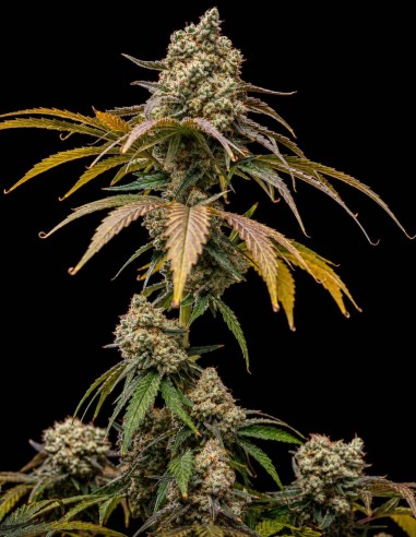 Cherry Crush Samen (World Breeders) 🍒 90% Indica