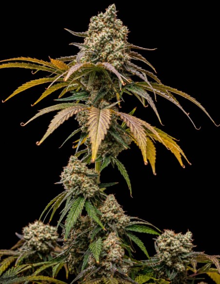 Cherry Crush Samen (World Breeders) 🍒 90% Indica
