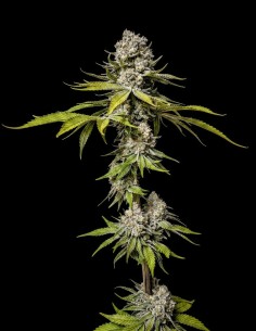 Limón de Azúcar Samen (World Breeders) 🍋 Hohe Haschisch-Erträge