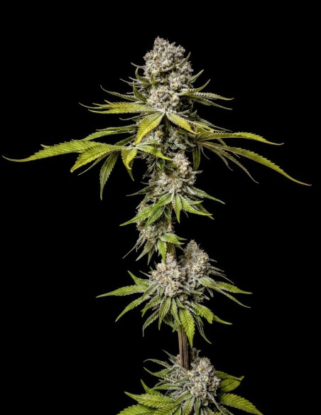 Limón de Azúcar Seeds (World Breeders) 🍋 Alto rendimiento en hachís