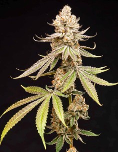 Papaya Limez Samen (World Breeders) 🥭 Bis zu 27 % THC