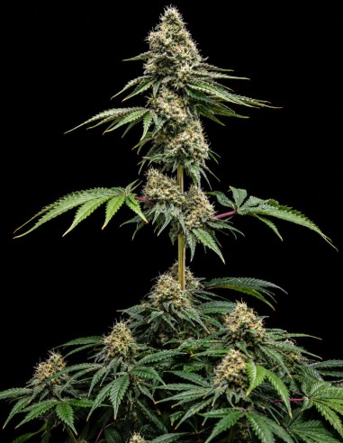 Clementine Slush Samen (World Breeders) 🍊 Bis zu 28 % THC
