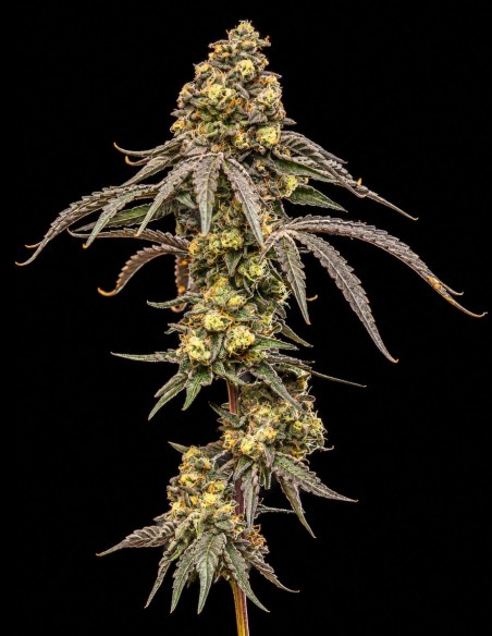 Creamy Kush Gas Samen (World Breeders) ⛽ Hoher Ertrag