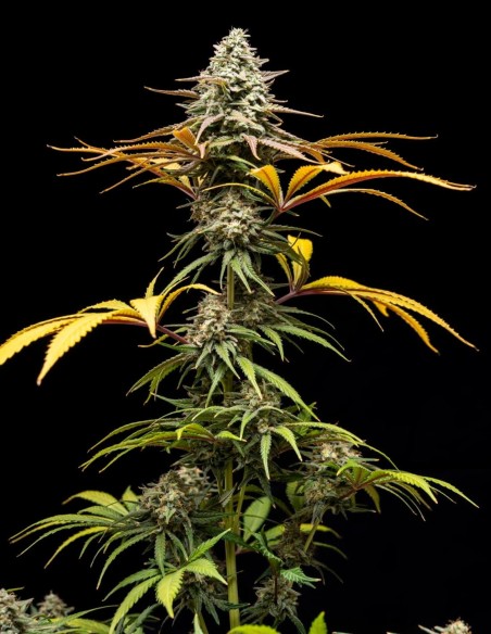 Crunch Samen (World Breeders) 🍋 Bis zu 25 % THC