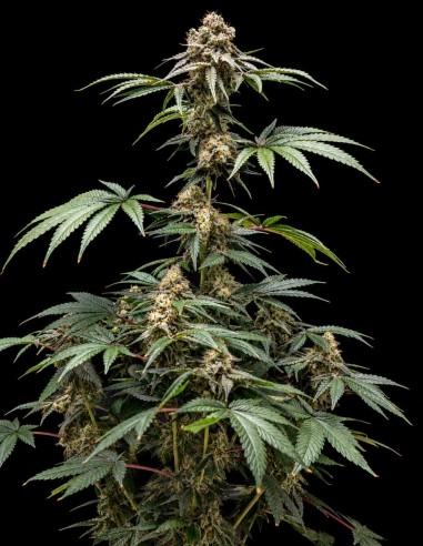 Fizzy Gum Samen (World Breeders) 🍬 Süß & fruchtig
