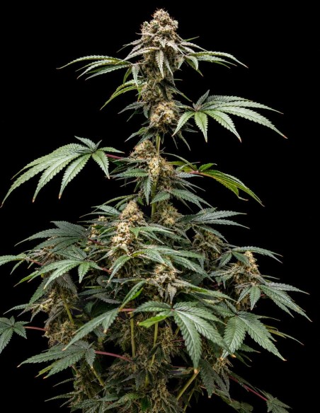 Fizzy Gum Samen (World Breeders) 🍬 Süß & fruchtig
