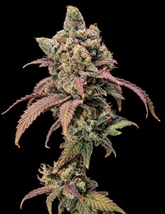 Hidden Vice Samen (World Breeders) 🍬 Süß & harzig