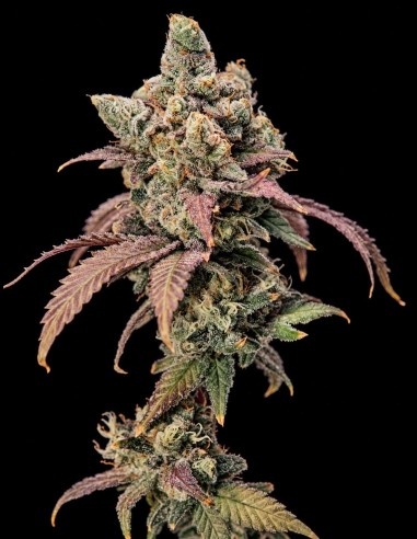 Hidden Vice Samen (World Breeders) 🍬 Süß & harzig
