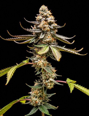 Pink Truffle Samen (World Breeders) 🍑 Lavendel & Aprikose