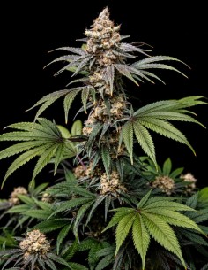 Tropic Gem Samen (World Breeders) ✨ Dreifachkreuzung