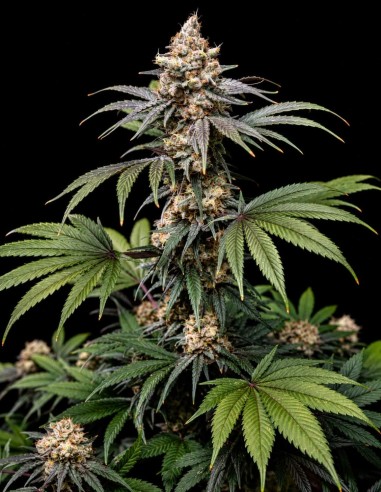 Tropic Gem Samen (World Breeders) ✨ Dreifachkreuzung