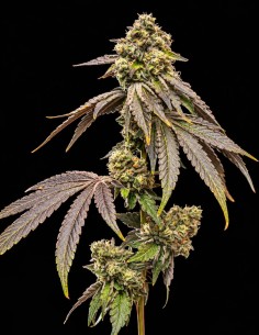 Tropical Kush Fuel Samen (World Breeders) ⛽ Dieselaroma