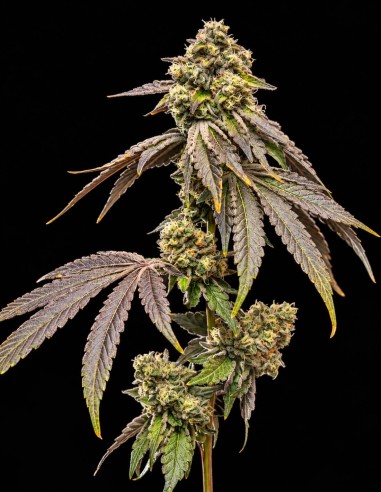 Tropical Kush Fuel Samen (World Breeders) ⛽ Dieselaroma