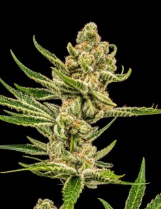 Néctar de Uva Samen (World Breeders) 🔥 Bis zu 30 % THC