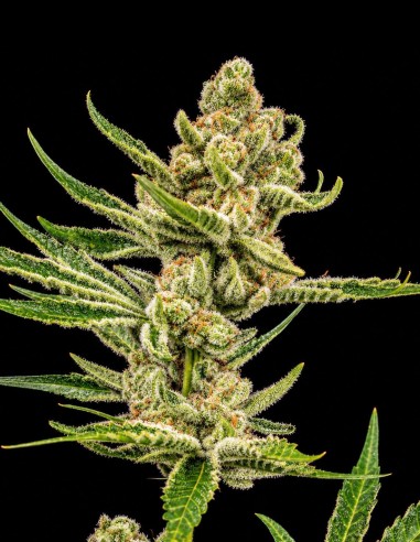Graines Néctar de Uva (World Breeders) 🔥 Jusqu'à 30 % THC