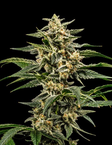 Semi Piña Colada (World Breeders) 🔥 27% THC