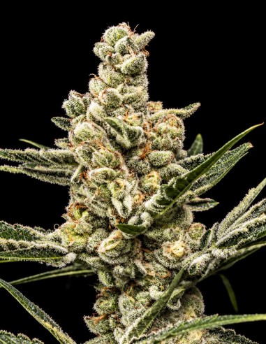 Pulpa de Naranja Seeds (World Breeders) 🏆 High Yields