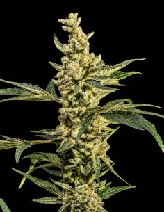 Tormenta Tropical Samen (World Breeders) 🔥 Bis zu 28 % THC