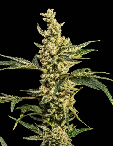 Semi Tormenta Tropical (World Breeders) 🔥 Fino al 28% THC