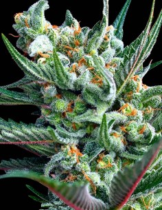 Moonshine's Ghost Train Samen (Rare Dankness Seeds) ✨ Doppel-Haze