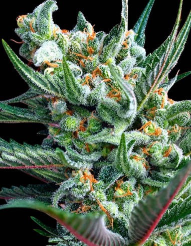 Semi Moonshine's Ghost Train (Rare Dankness Seeds) ✨ Doppia Haze