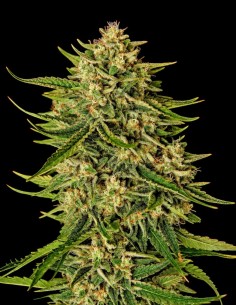 Quantum Terp F1 Auto Samen (Royal Queen Seeds) 🌿 Terpinolen