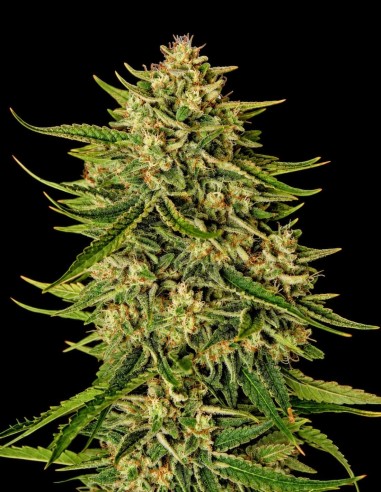 Quantum Terp F1 Auto Samen (Royal Queen Seeds) 🌿 Terpinolen