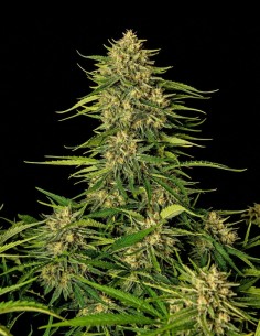Quantum Terp F1 Auto Samen (Royal Queen Seeds) 🌿 Terpinolen 2