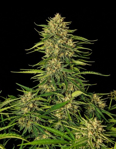 Quantum Terp F1 Auto Samen (Royal Queen Seeds) 🌿 Terpinolen