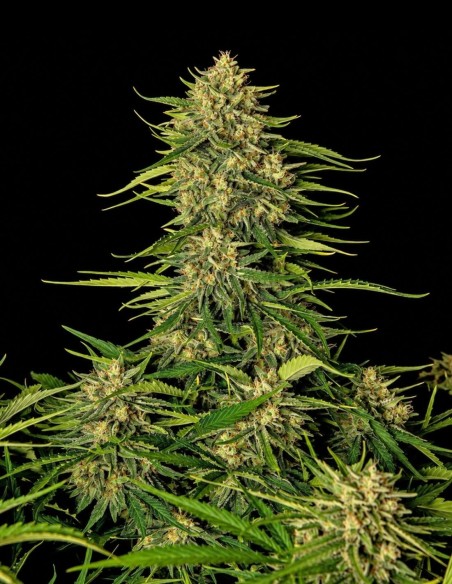 Quantum Terp F1 Auto Samen (Royal Queen Seeds) 🌿 Terpinolen