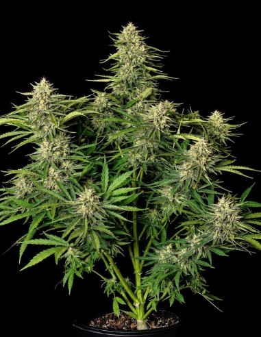 Quantum Terp F1 Auto Samen (Royal Queen Seeds) 🌿 Terpinolen