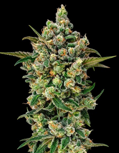 Dark Matter Cake F1 Samen (Royal Queen Seeds) 💥 XXXL-Ertrag